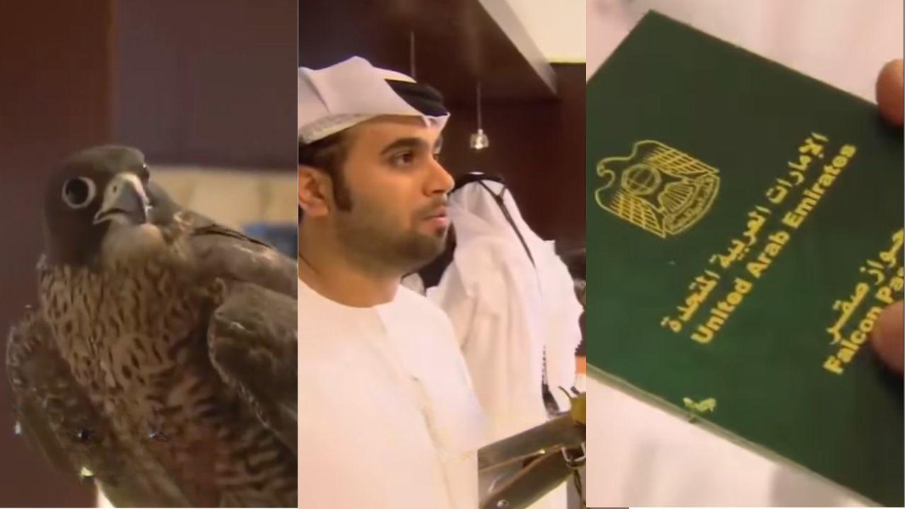 Falcon with Passport Boards Flight to Morocco from UAE