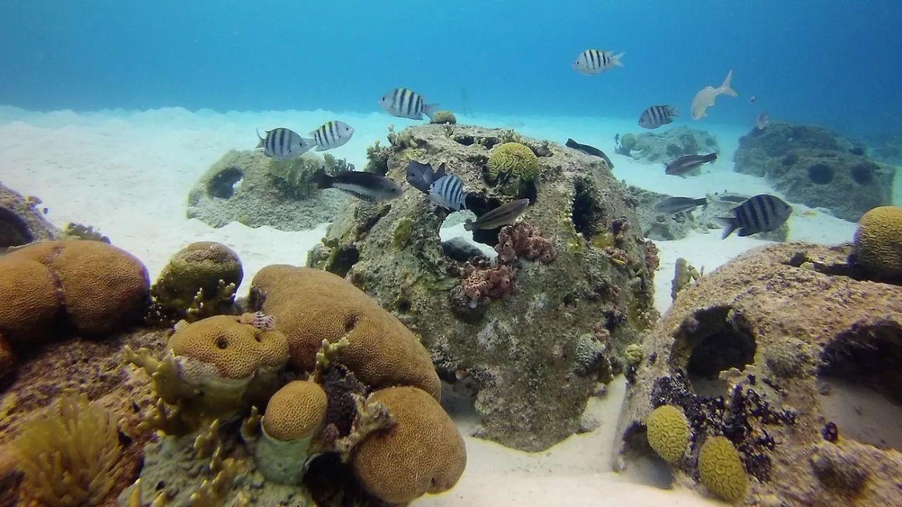 Abu Dhabi Launches Largest Coral Garden in Middle East
