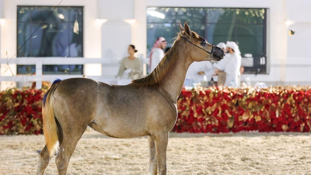 Ramadan Arabian Horse Championship 2025 begins under Mansour's patronage
