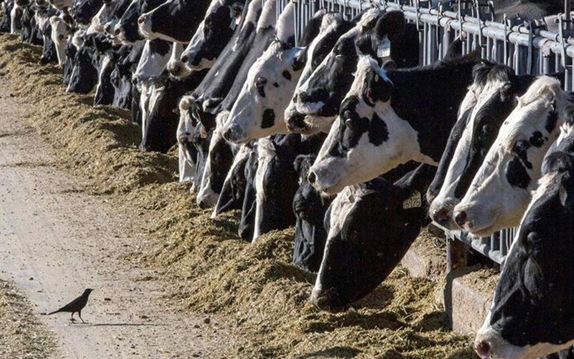 Bird Flu Pandemic Looms: New Research Reveals Global Impact