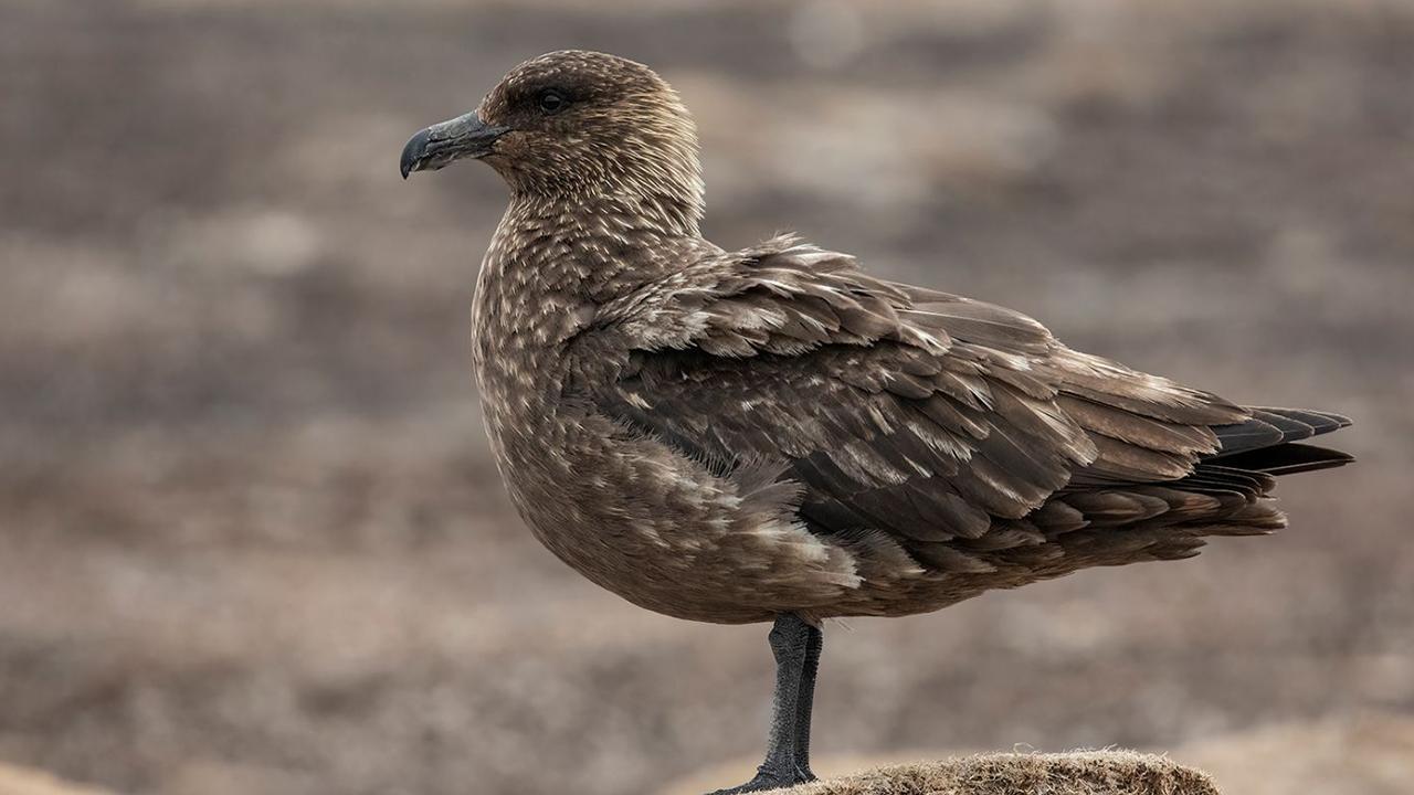 Scientists: Bird flu hits mainland Antarctica first time.
