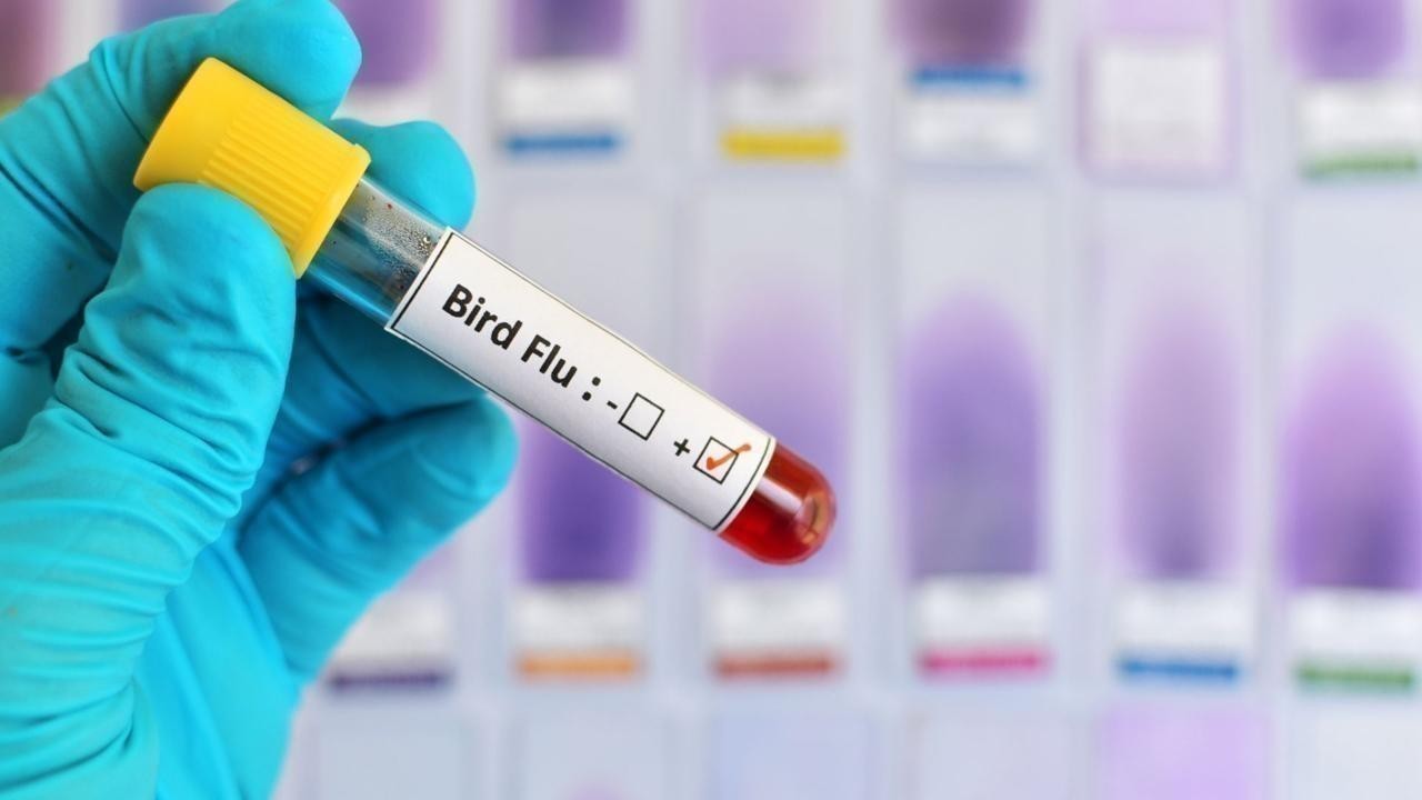 Mexico Reports First Human Death from H5N1 Bird Flu: WHO Issues Warning