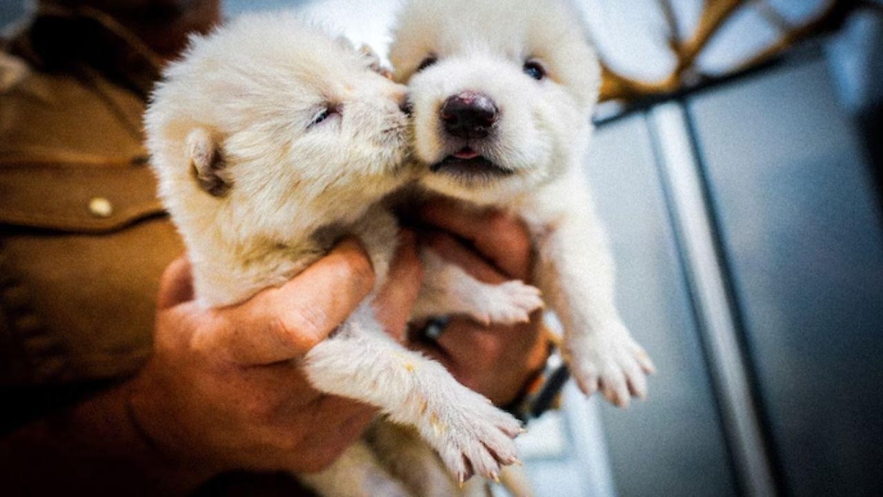 Scientists Revive Dire Wolves Using Ancient DNA & Cloning