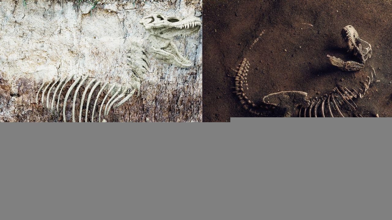 History of Dinosaurs: From Dawn to Extinction