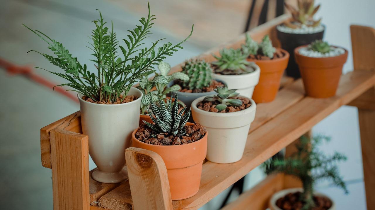 Low-Maintenance Indoor Plants for Your UAE Home