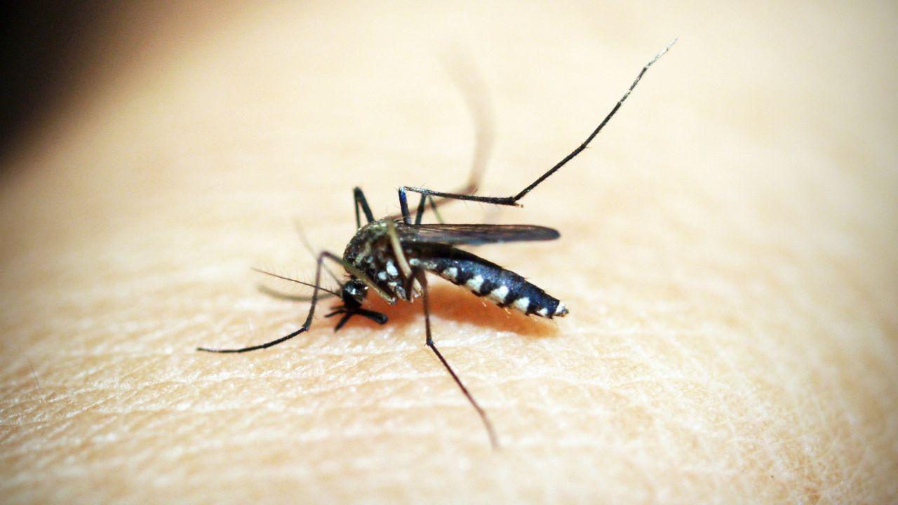 Dubai Municipality installs smart traps to control mosquitoes and insects