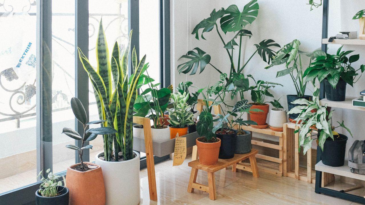 Reduce Anxiety Naturally with the Power of Plants to Calm Your Mind