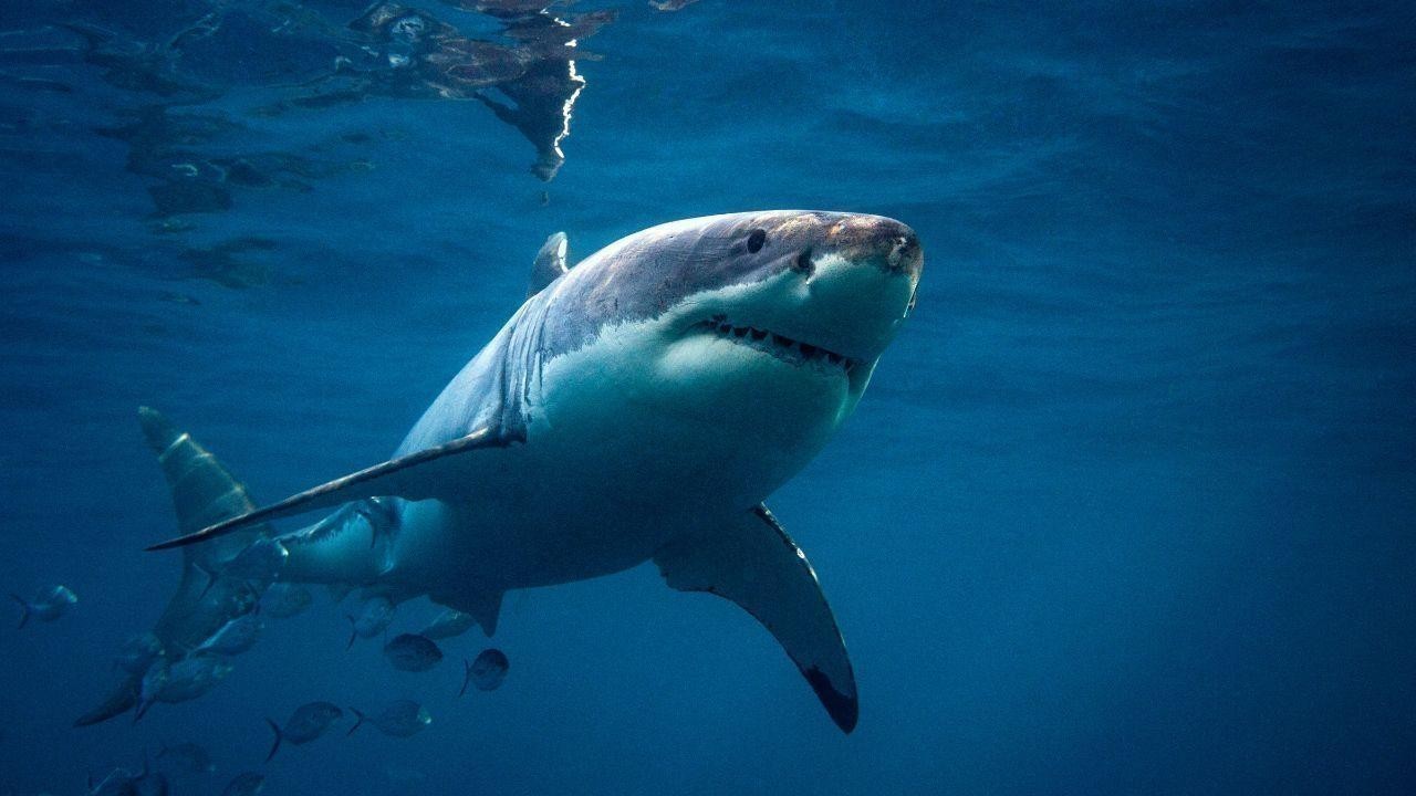 17-Year-Old Girl Killed by Shark While Swimming Near Brisbane, Australia