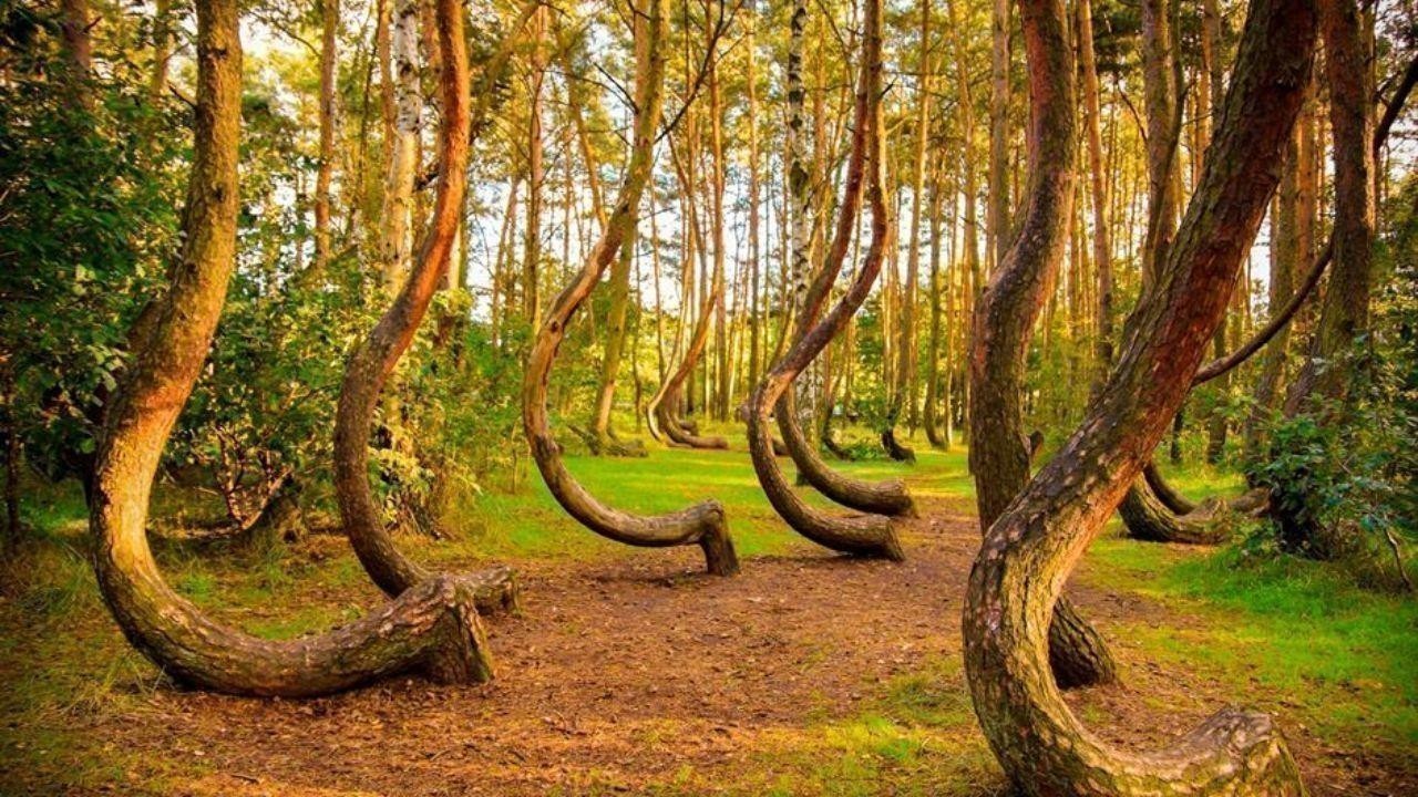Top 5 Most Amazing Trees in the World: Discover Nature’s Marvels