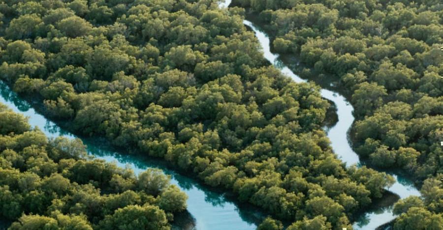 Abu Dhabi plants 44 million mangroves to fight climate change
