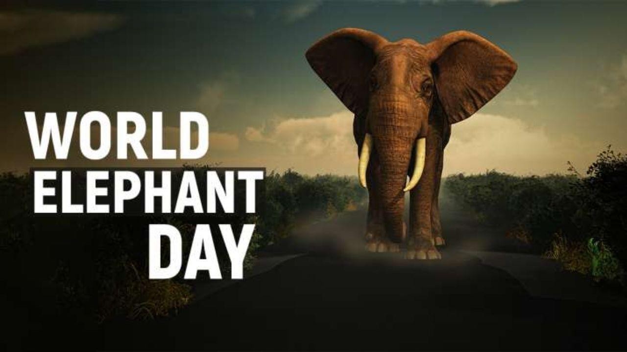 World Elephant Day on August 12th: Fun Ways to Help Elephants