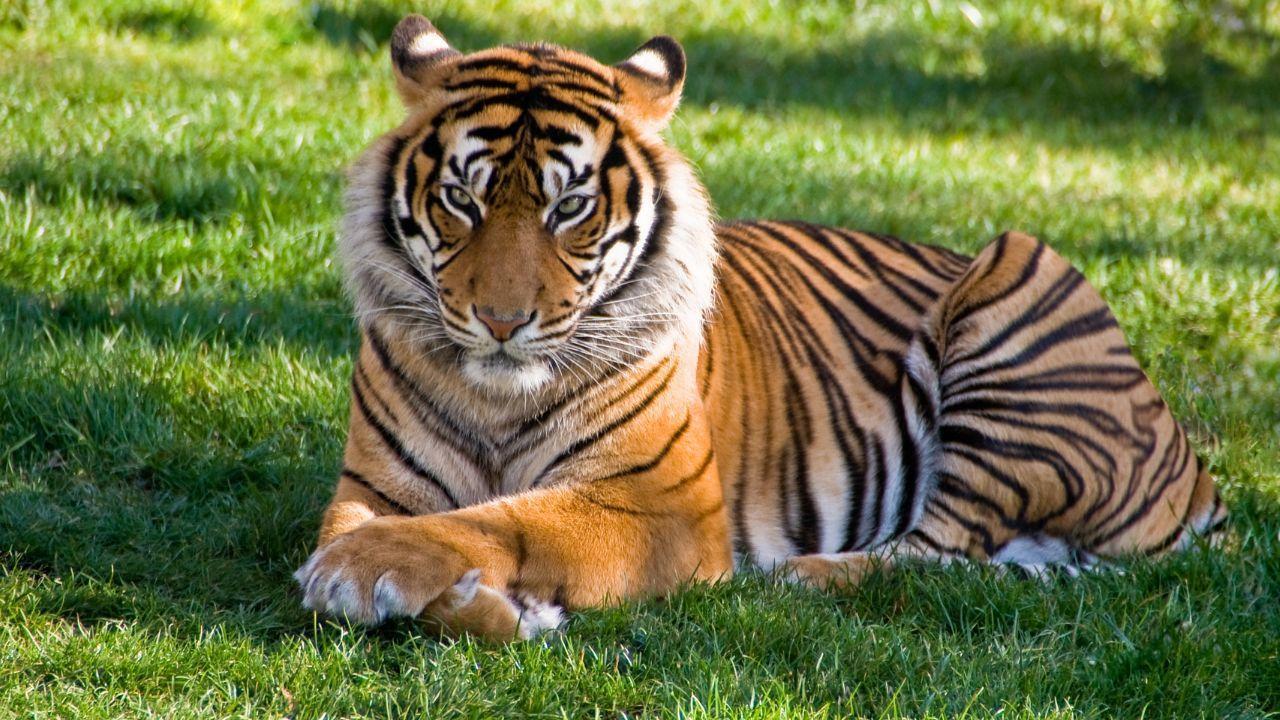 Bird Flu Outbreak Claims Lives of Dozens of Tigers in Vietnam Zoos