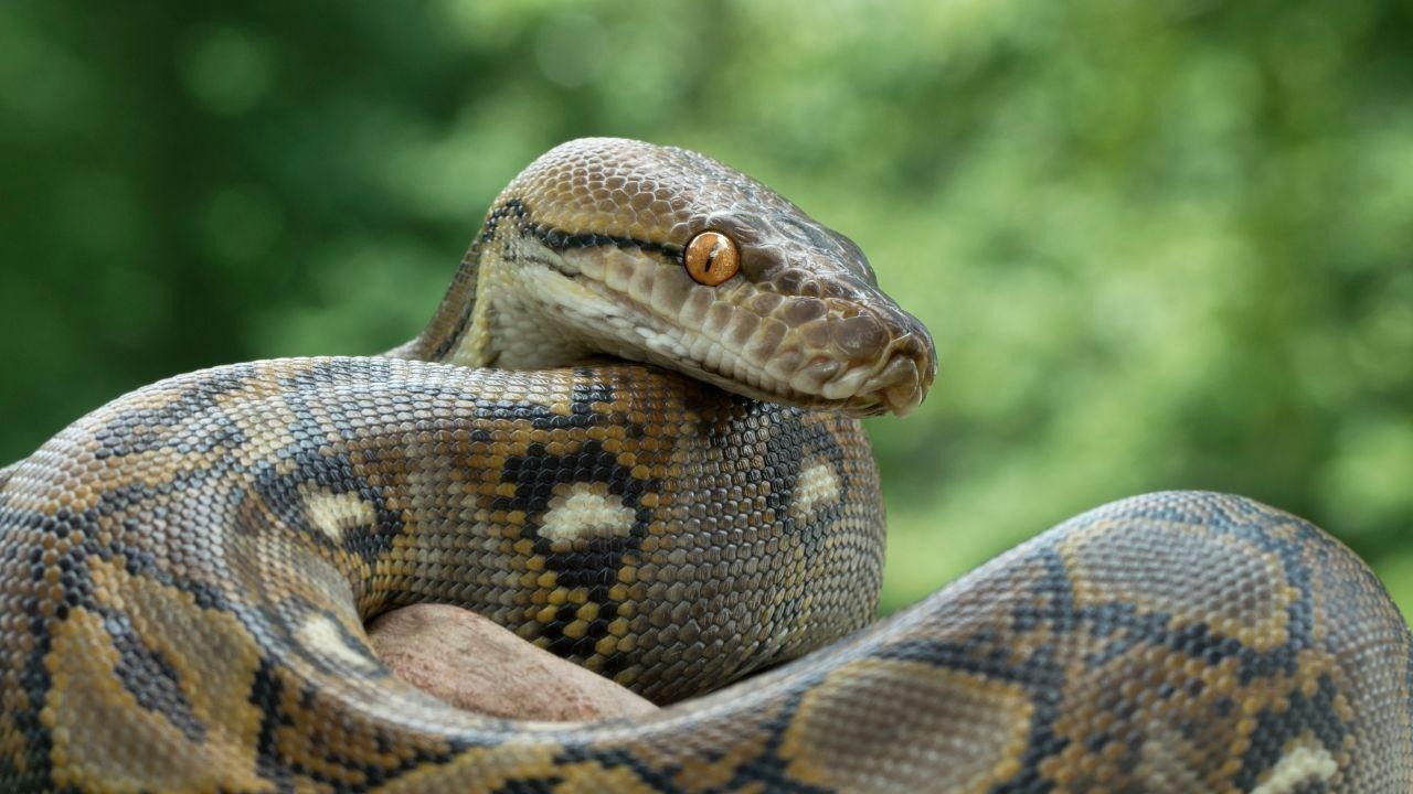64-Year-Old Thai Woman Rescued After 2-Hour Python Encounter