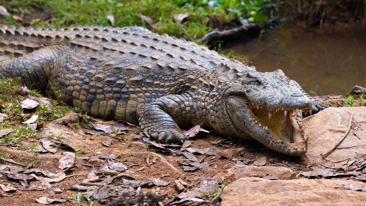 Australian Child's Remains Found Following Suspected Crocodile Attack