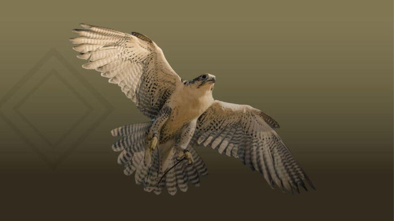 22nd Abu Dhabi Hunting and Equestrian Exhibition to be Held Under Hamdan bin Zayed’s Patronage