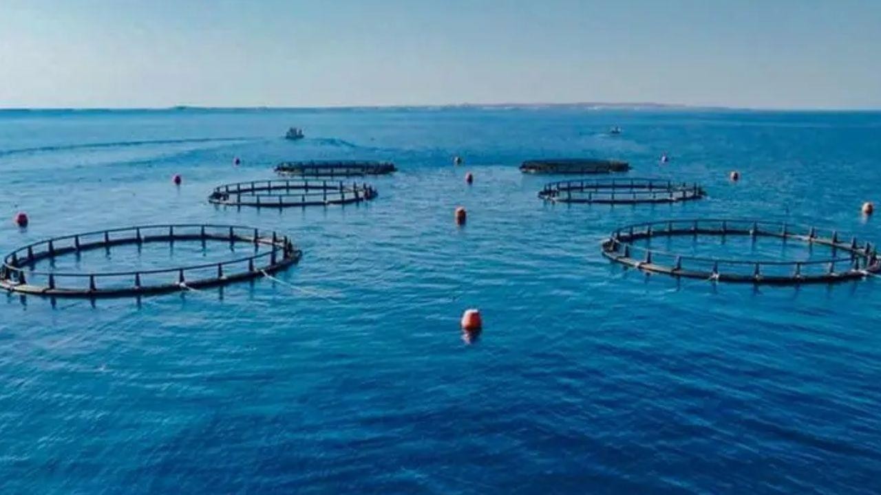 Abu Dhabi Unveils AI-Driven Sea-Cage Aquaculture Project for Sustainable Fishing
