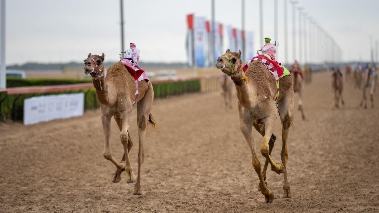 Experience the Excitement of Camel Racing in UAE