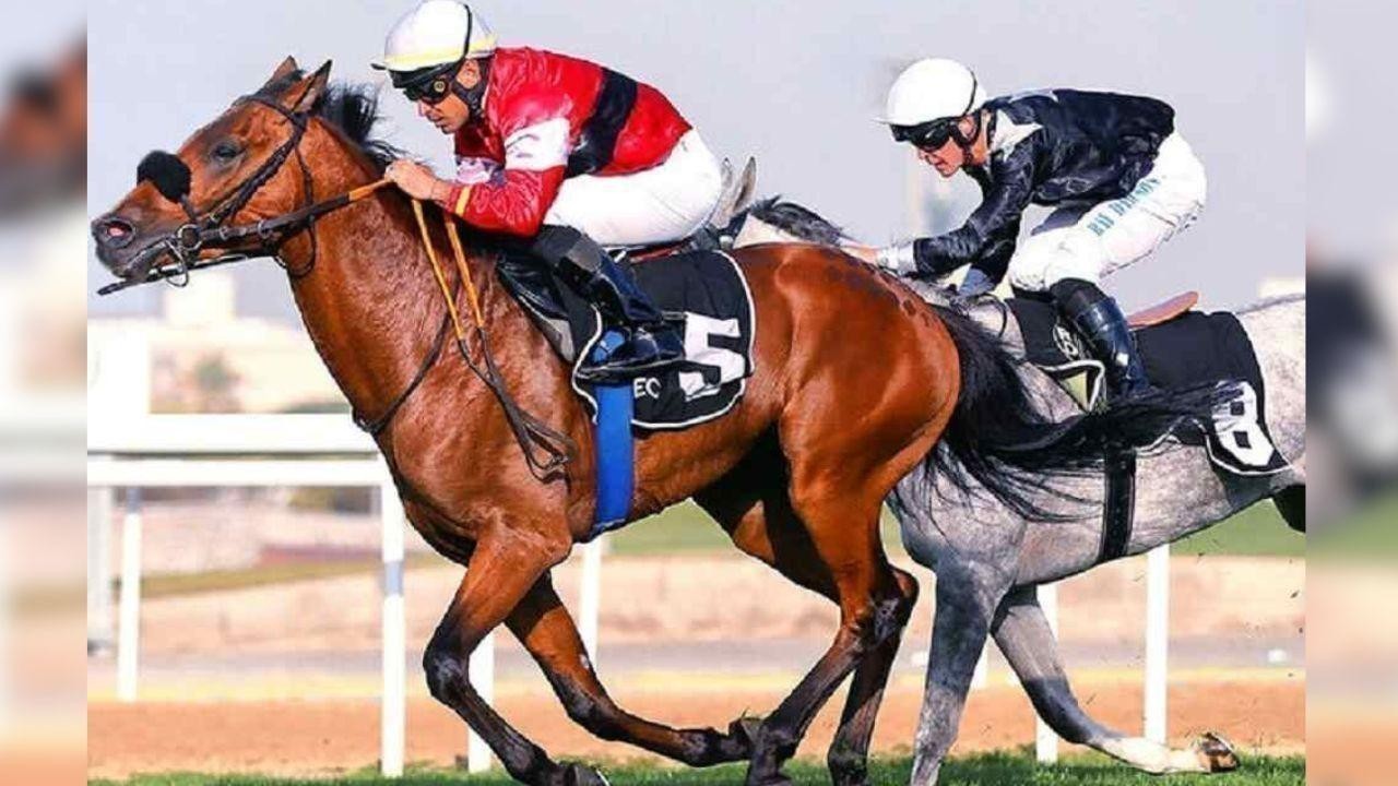 Netherlands Hosts Final Round of UAE President Cup for Arabian Horses