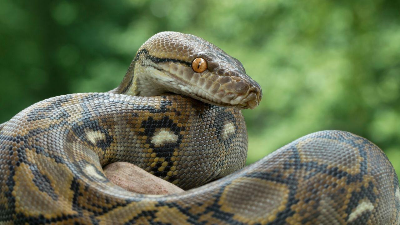 Missing Woman Discovered Inside Python 3 Days After Being Eaten Alive