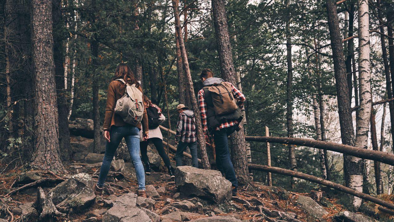 Top Forest Vacations Around the Globe: Fun Nature Getaways