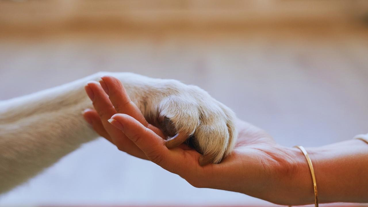 Why More People Are Choosing Pets Over Kids in 2025