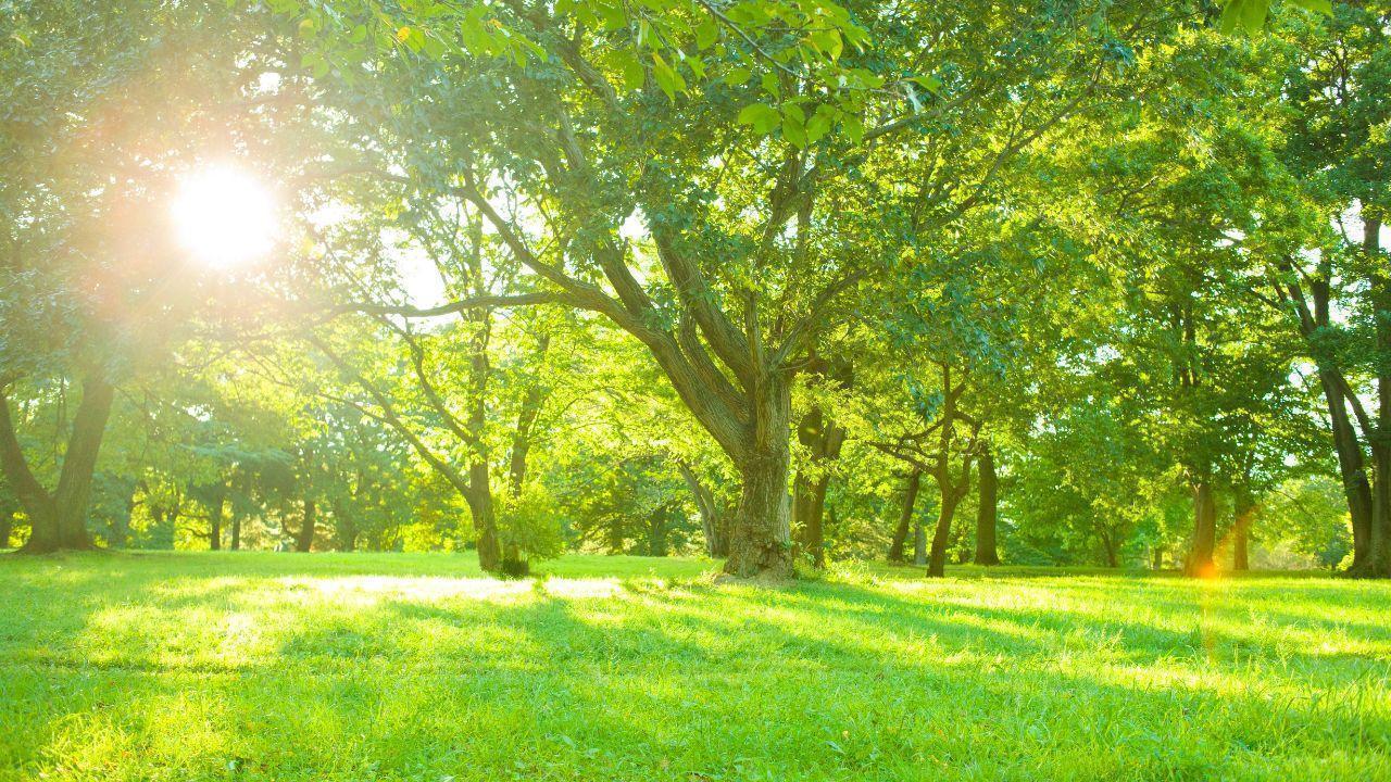 Morning Routines That Support Mental Wellness