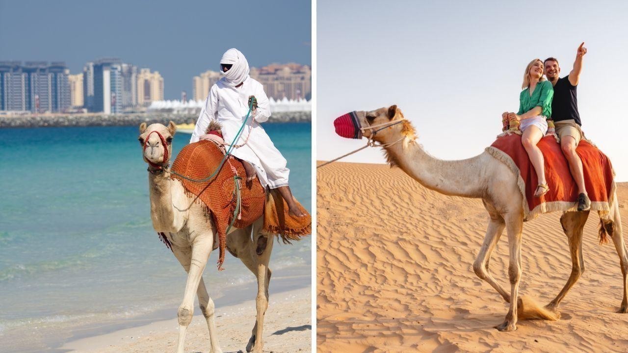 Inside the Majlis The Heart of UAE Culture Where Coffee Meets Wisdom