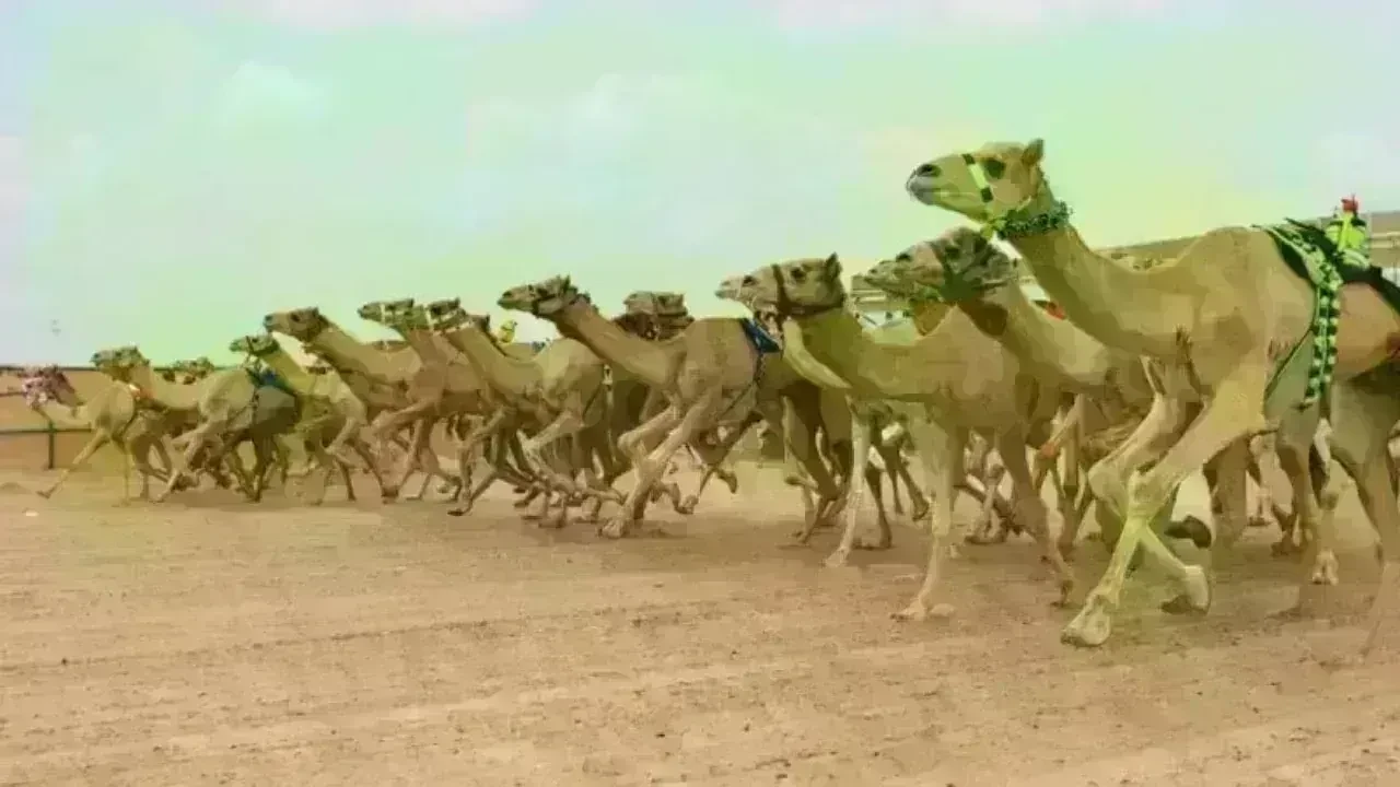 First Al Ain Camel Racing Festival Launched by UAE President’s Directive
