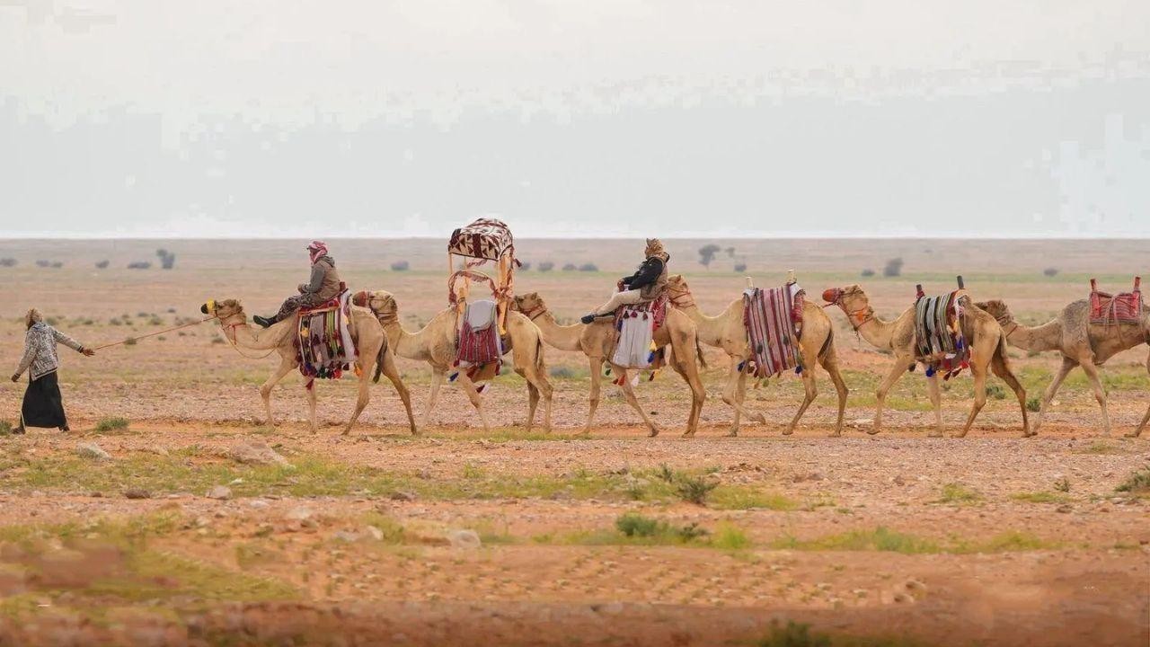 Shaddad: Ancient Bedouin Camel Saddle of Desert Heritage