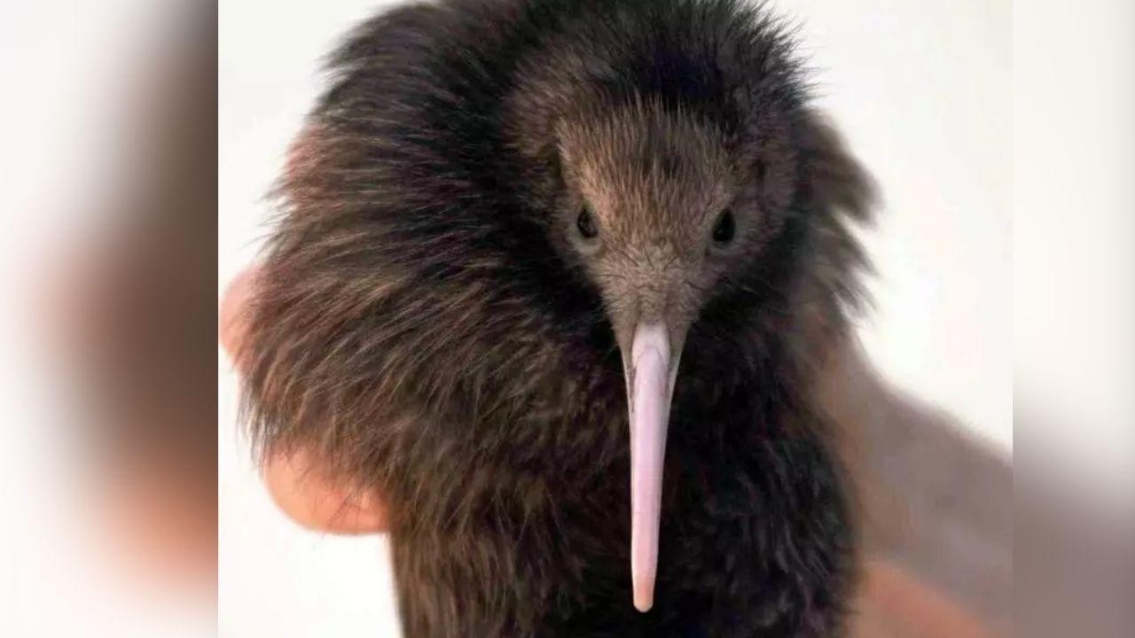 Little Spotted Kiwi Found On NZ Mainland After 50 Years