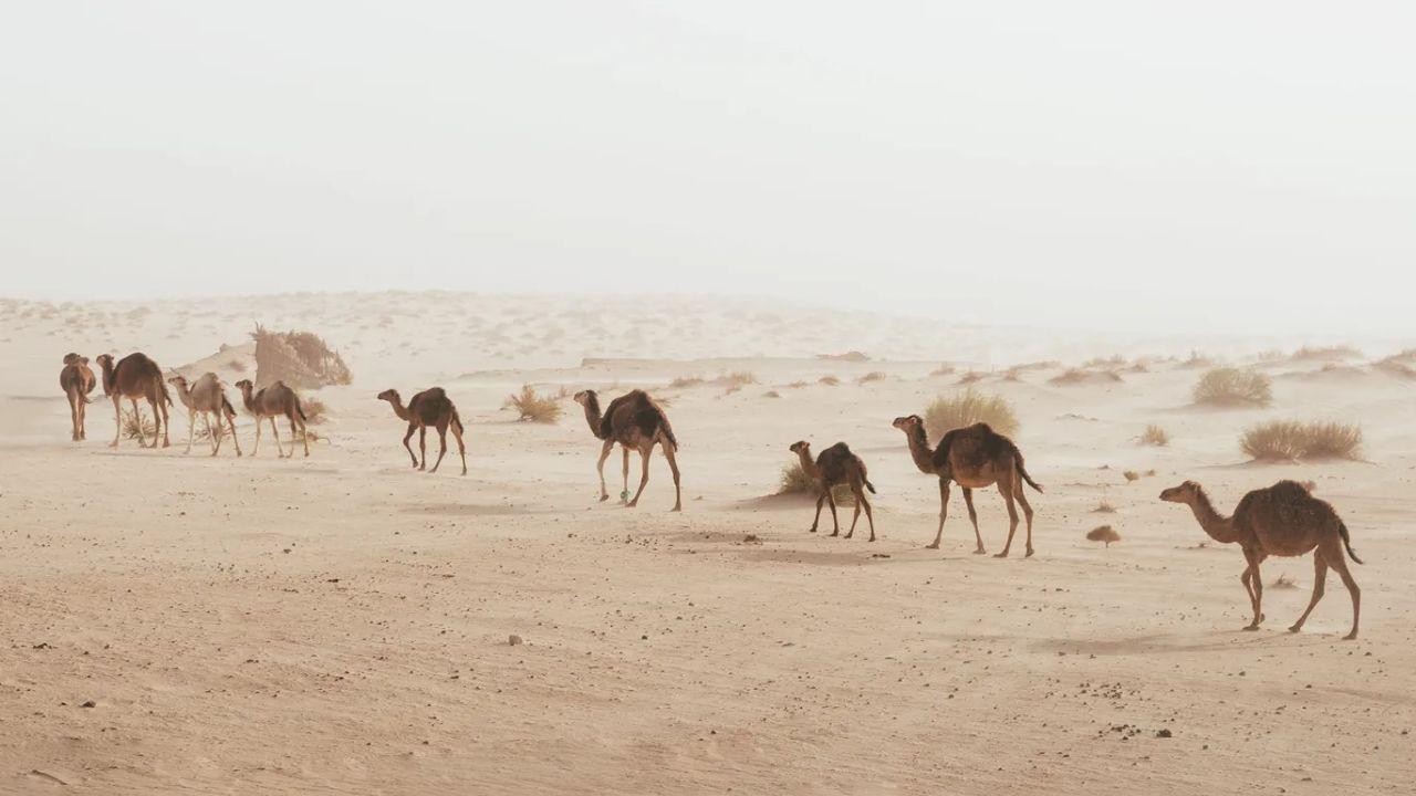 Adafsa Gets First Global Accreditation For Camel Diseases