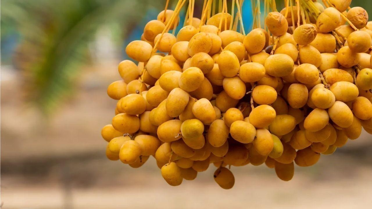 Abu Dhabi Launches Date Varieties Guide at Liwa Festival