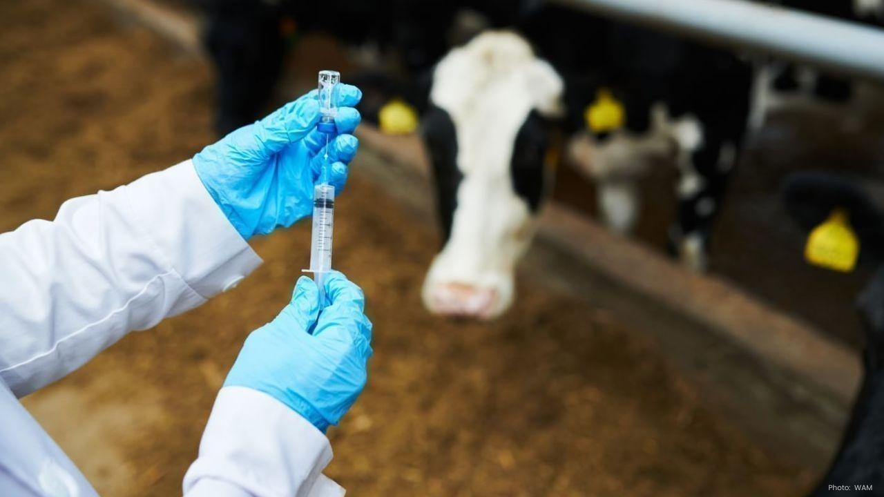 Australia Develops First mRNA Vaccine for Livestock FMD