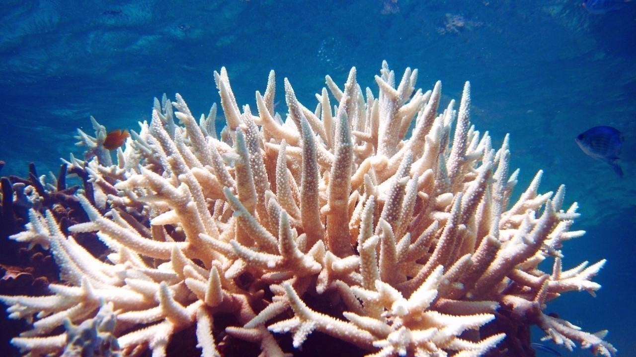 Coral Reef Comeback: Inside the Bold Science Saving Our Oceans