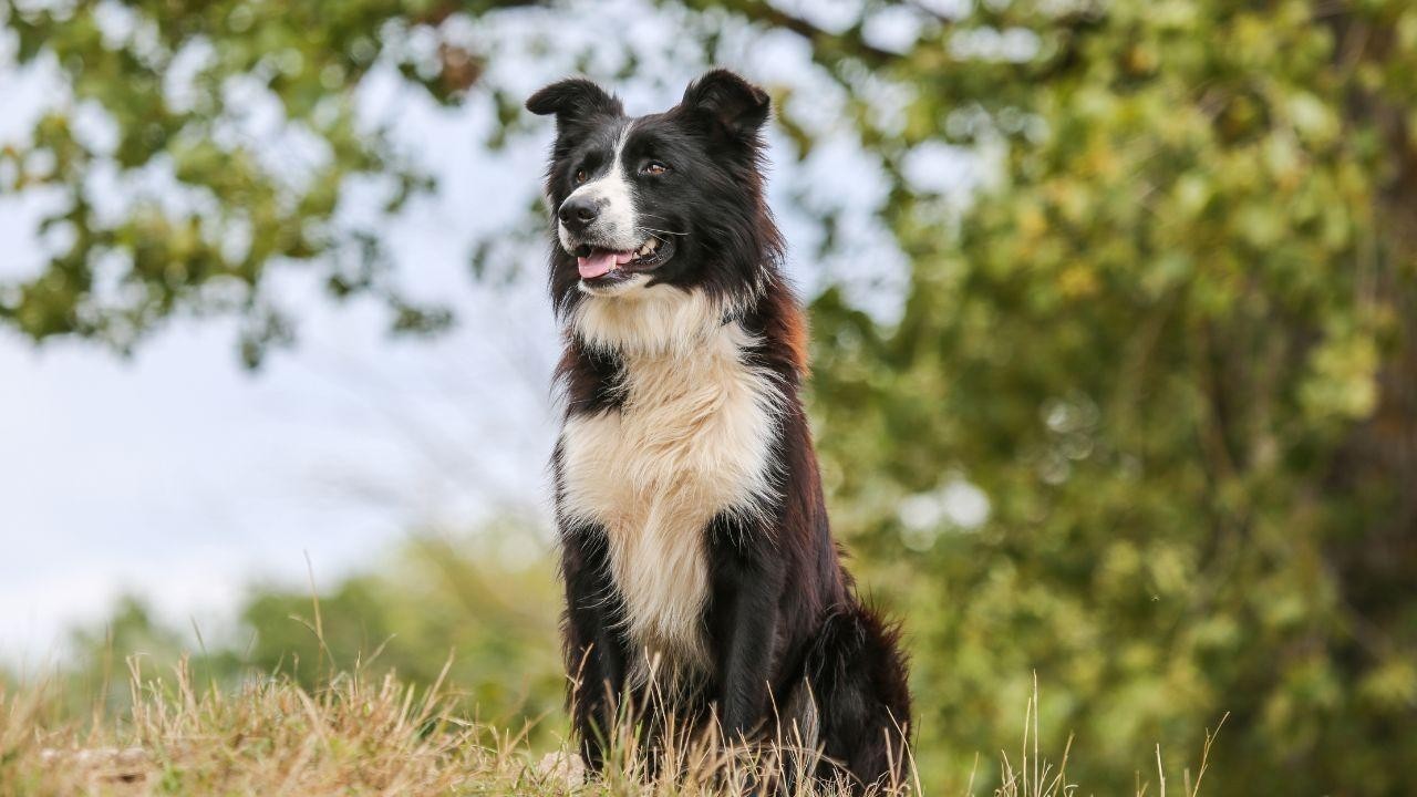 Supreme Court orders removal of stray dogs from Delhi NCR homes