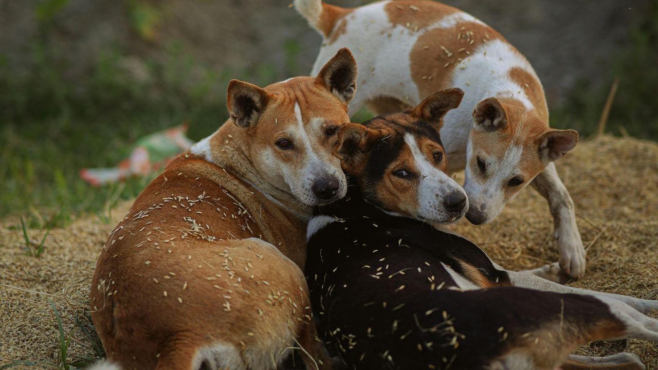 Supreme Court Stray Dog Order Faces Strong Opposition