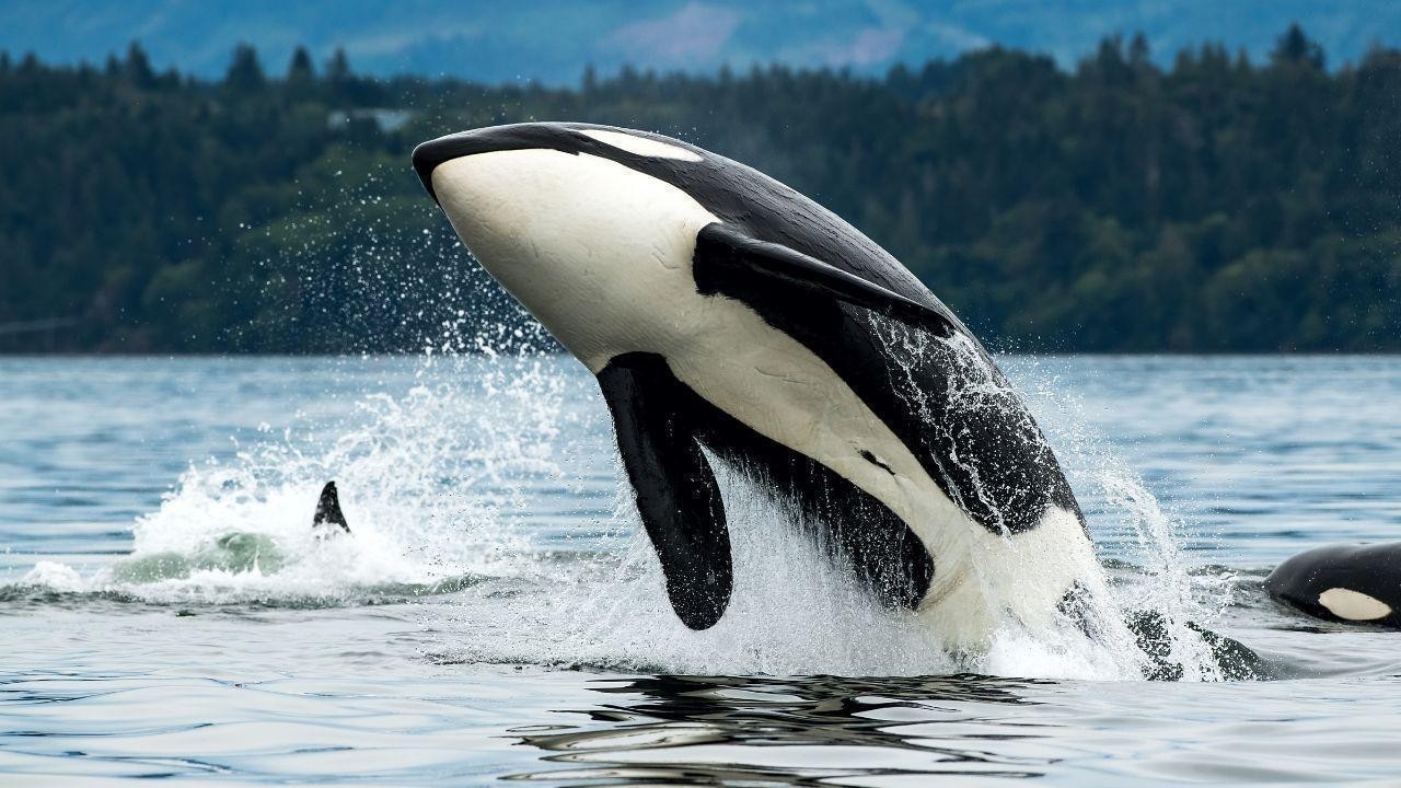 Viral Video Claiming Orca Killed Trainer Jessica Radcliffe Debunked