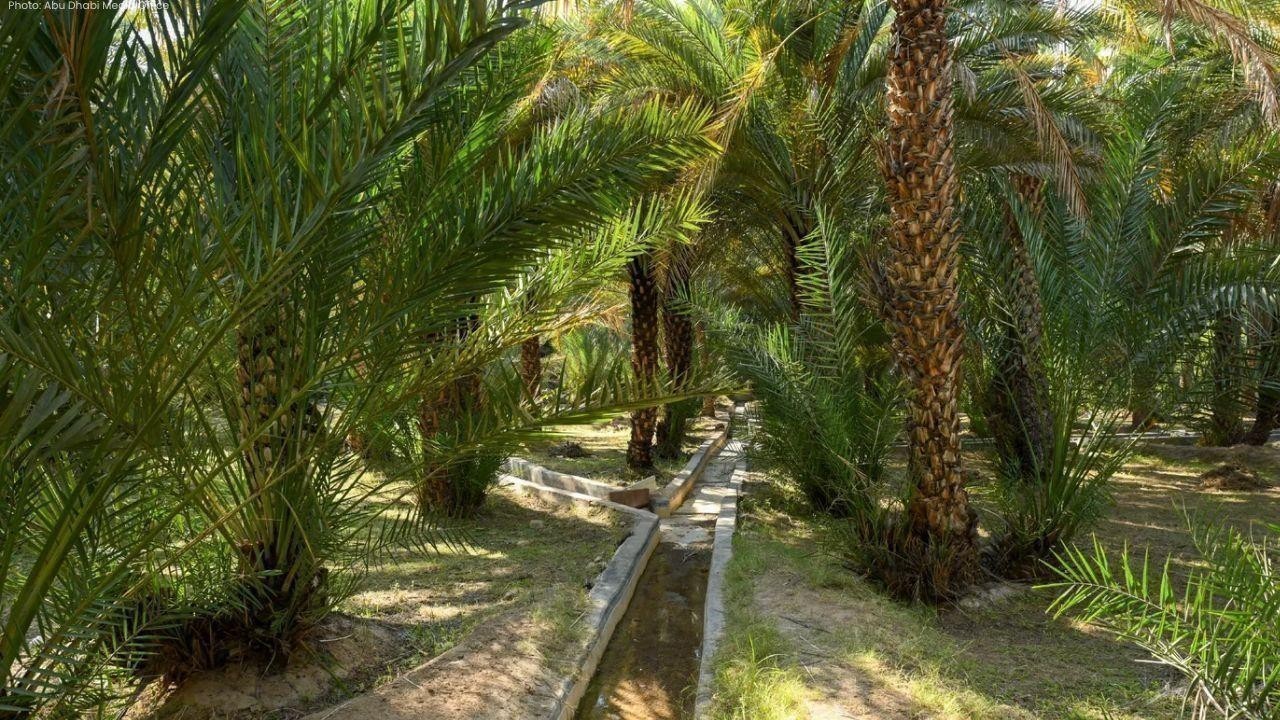 Abu Dhabi Expands Farm Activities with 145 Opportunities