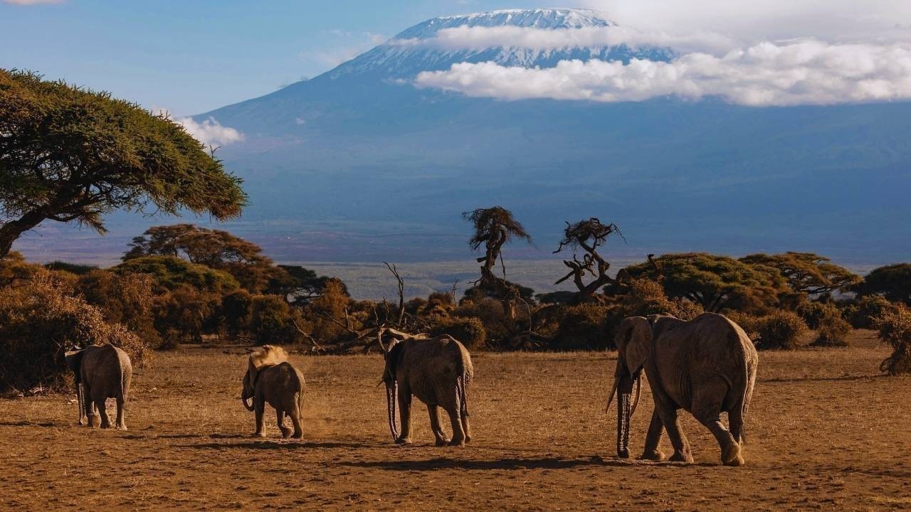 Wildlife Conservation 2.0: Using AI and Drones to Protect Endangered Species