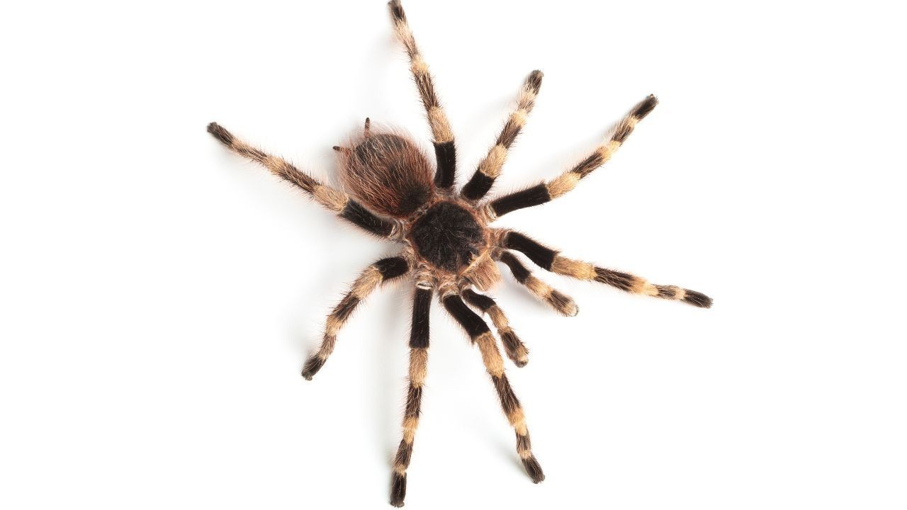 Rare Wolf Spider Found in UK After 40 Years Stunning Wildlife Discovery