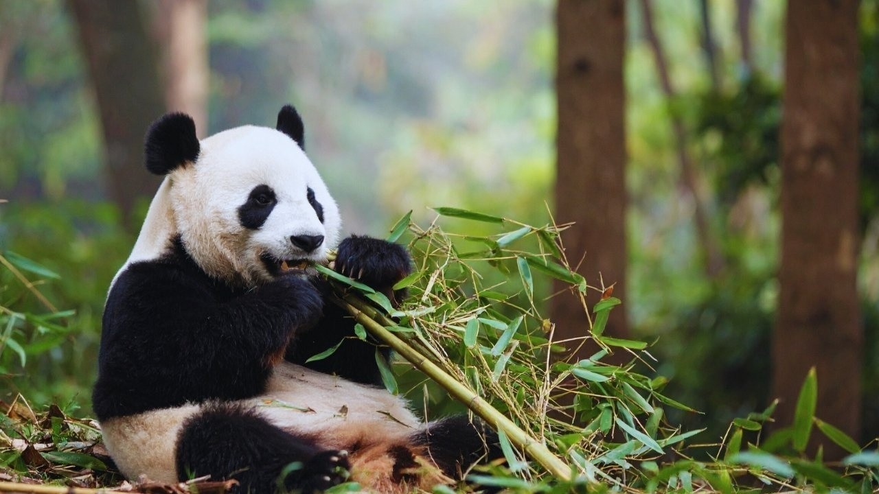 AI in Wildlife Conservation: Transforming Biodiversity Protection in India