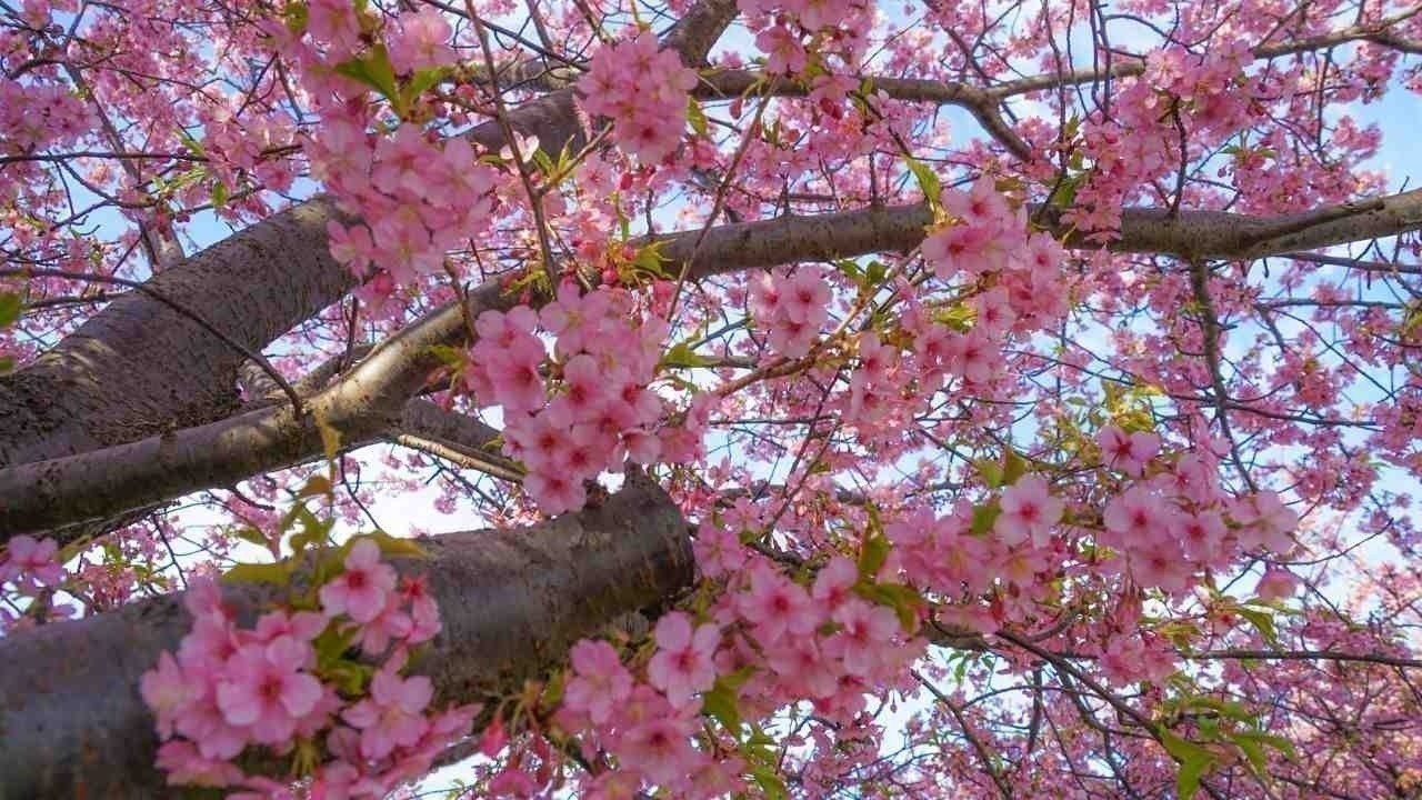 Cherry Blossoms in India: Best Time to Visit and Top Viewing Spots