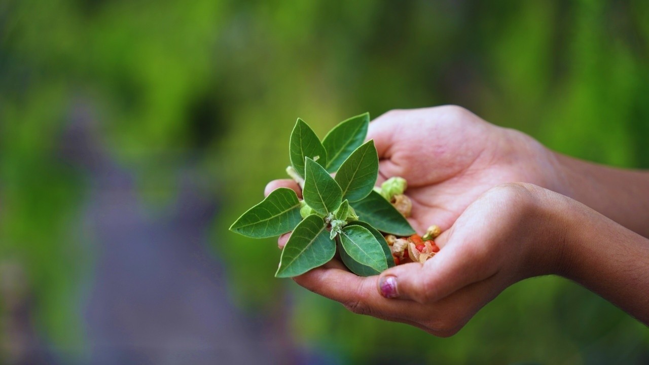 Modern Ayurveda: Lab-Tested Herbs, Ethical Healing and India’s New Wellness Renaissance