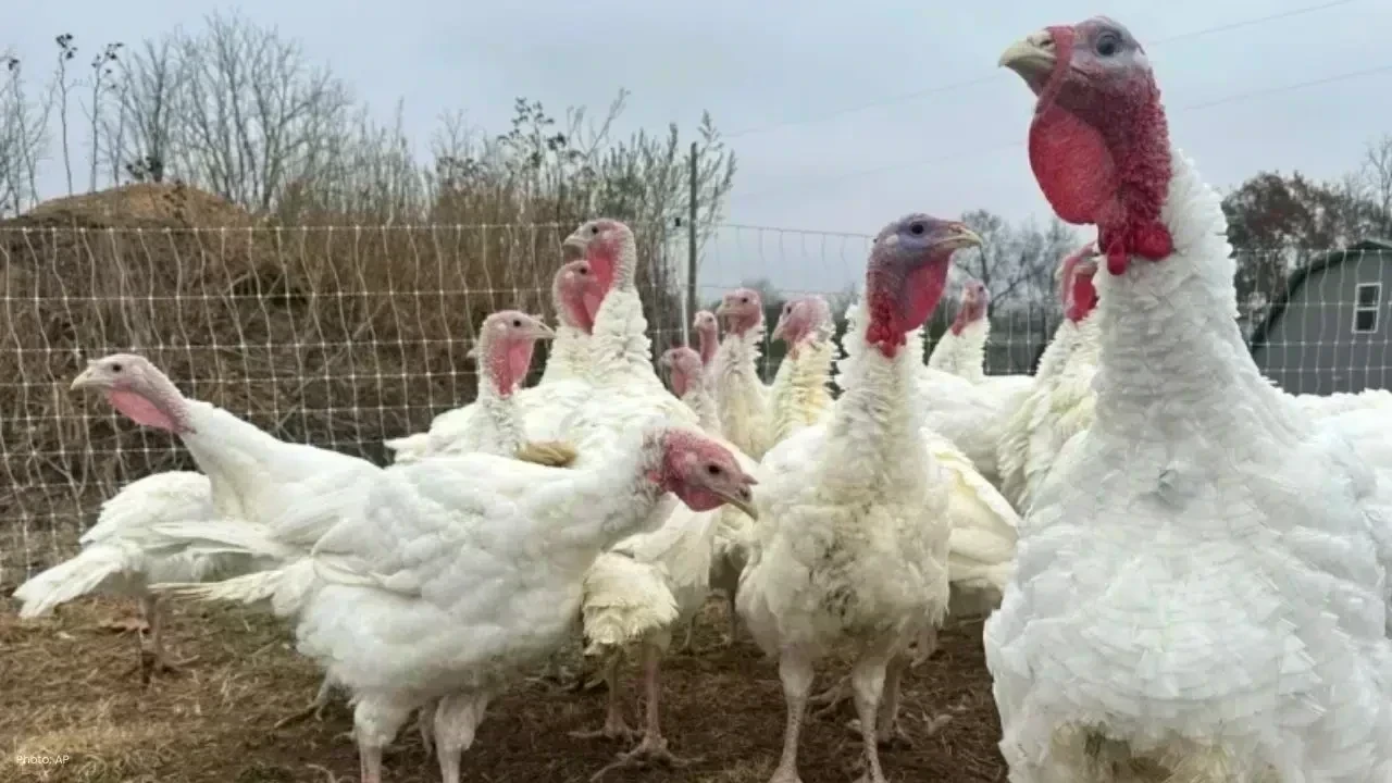 Thanksgiving Turkey Prices Surge Amid Disease, Supply Strain
