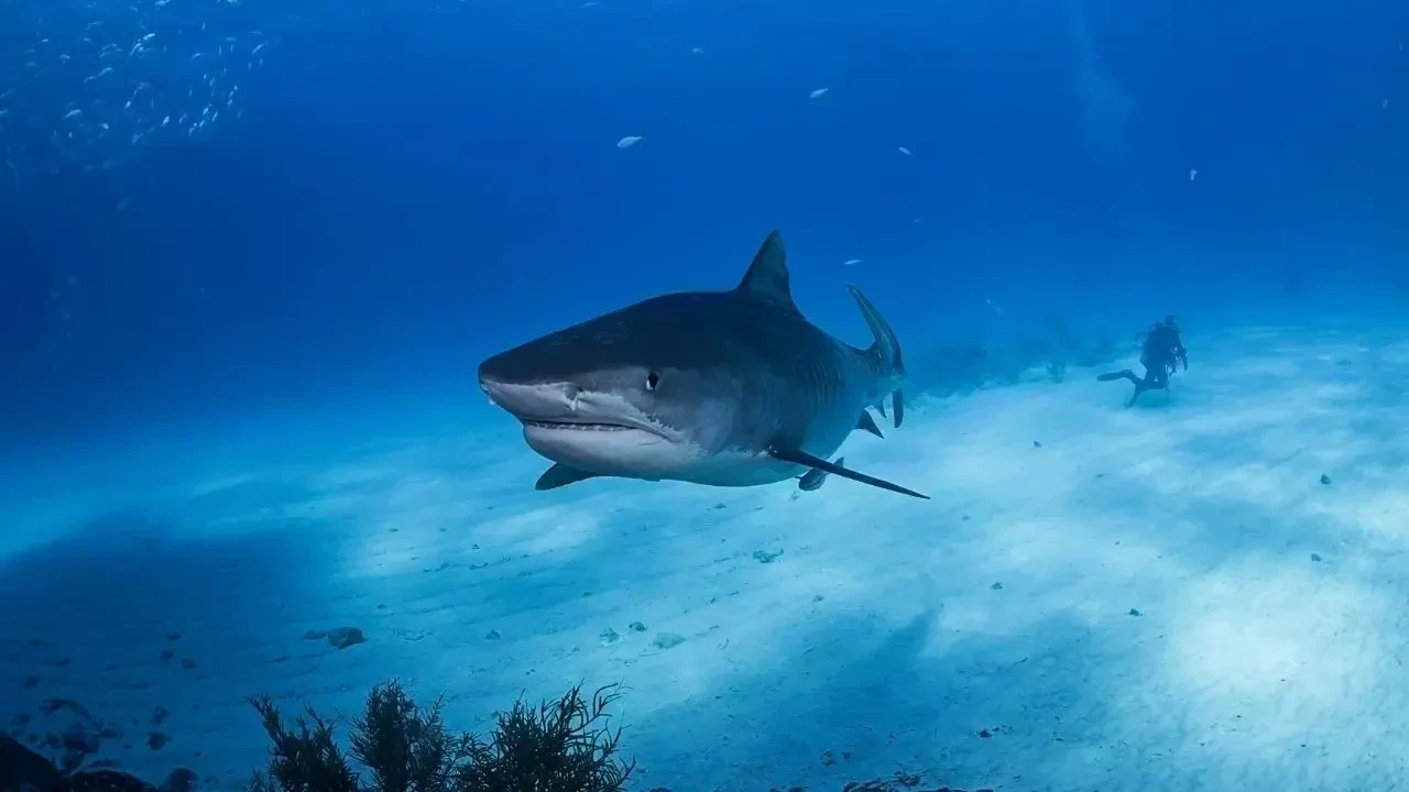 Tragic Shark Incident at Australia's Crowdy Bay Claims Life