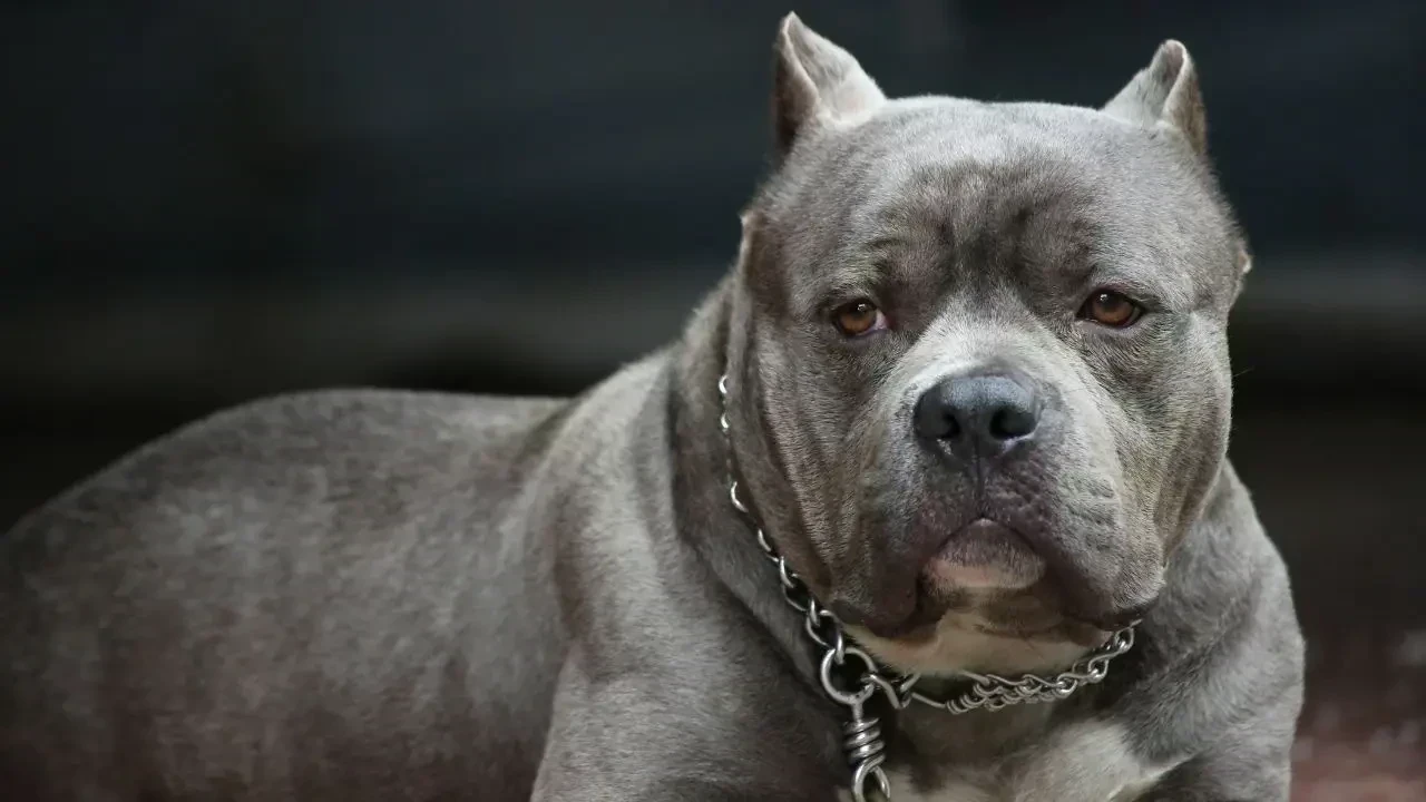 Tragic Dog Attack Claims Lives of Man and Granddaughter in Tennessee Home