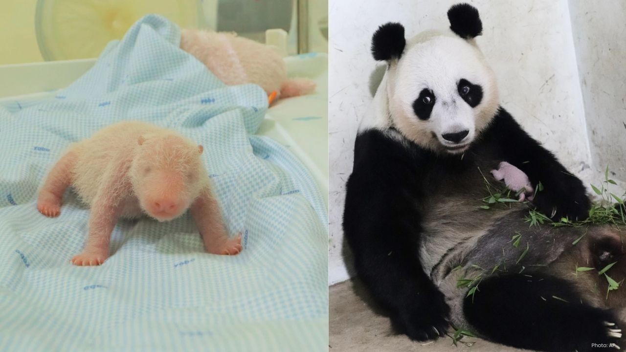 Indonesia Welcomes Its First Giant Panda Cub, Rio
