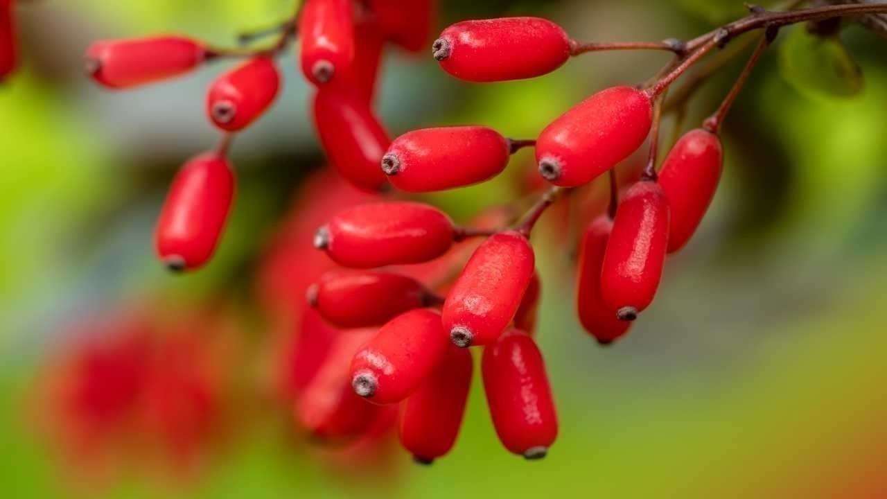 Berberis vulgaris: The Old World Shrub Behind Today’s New Health Trend
