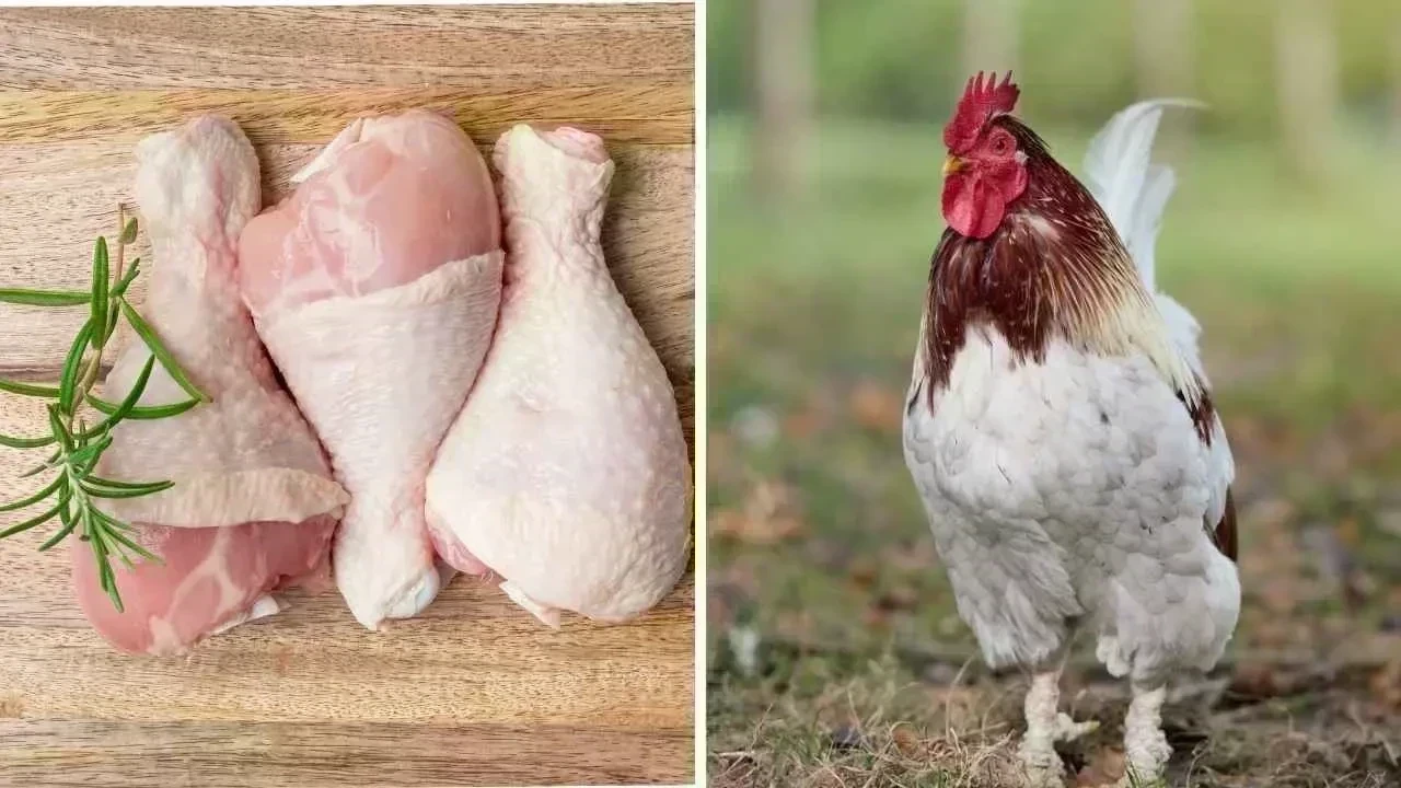 10 Chicken Parts You Should Never Eat: They May Expose You to Bacteria, Fat, and Toxins