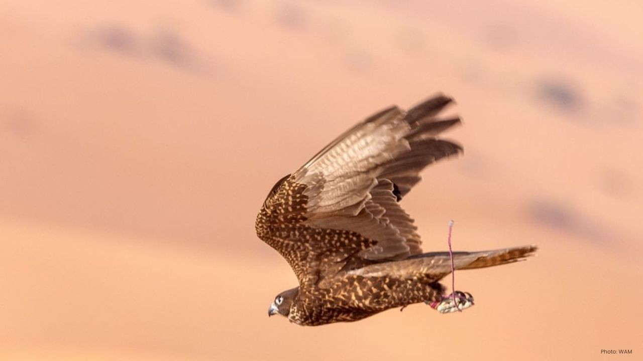 Falcon Racing Returns to Liwa Festival with Heritage Pride